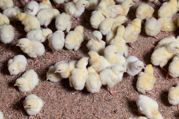 raising chickens in a poultry farm