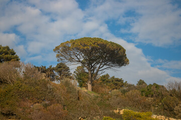 Lonely stone pine tree (Pinus Pinea) on the hill under a blue cloudy sky on a sunny day
