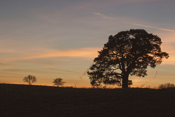 Plakat tree at sunset