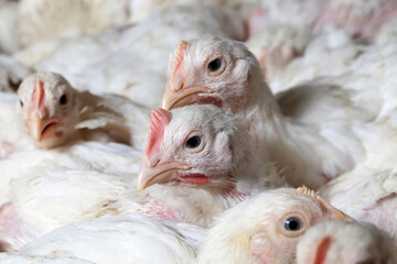 raising chickens in a poultry farm