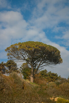 Vertical shot of a stone pine tree (Pinus Pinea) on the hill under a blue cloudy sky on a sunny day