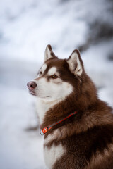 Husky Dog in snow and winter