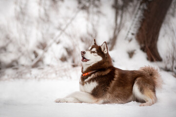 Husky Dog in snow and winter