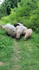 Naklejka premium sheep in the meadow
