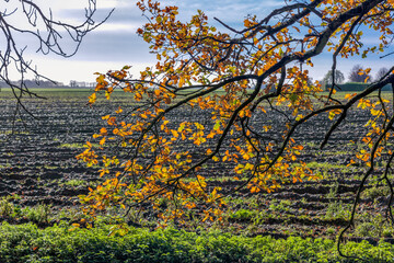 Backlit Oak tree in Cambridgeshire on an autumn day