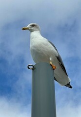 Obraz premium Seagull on a post