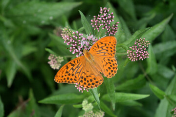 butterfly on flower, insect, nature, flower, summer, macro, animal, beautiful, colorful, orange,garden, plant, beauty,