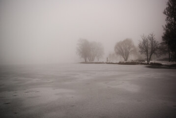 Obraz premium fog in the forest