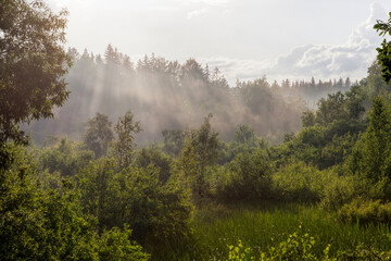 foggy evening after rain in the forest
