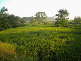 Madagascar, officially known as the Republic of Madagascar, previously known as the Malagasy Republic, is an island country in the Indian Ocean off the coast of Southeast Africa.