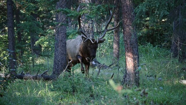 Large Bull Elk, Cervus elephas walking in pine forest