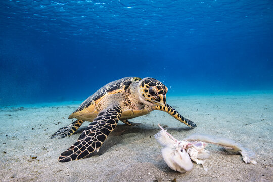 Seascape with Hawksbill Sea Turtle in the shallow water of coral reef of Caribbean Sea, Curacao
