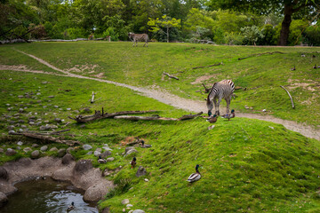 Zebra eating grass portrait in Seattle zoo.