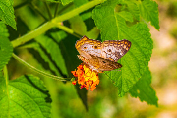 Tropical butterfly on flower plant in forest and nature Mexico.