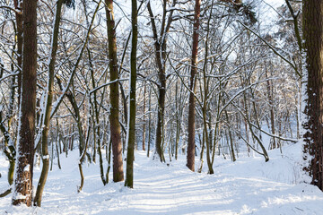 snow covered trees in winter