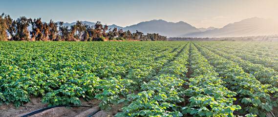 Sunrise on the field with young potato plants and system of irrigation. The photo depicts GMO free...