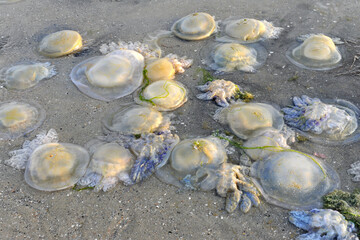 Fototapeta na wymiar Jellyfishes thrown by the tide on the beach.