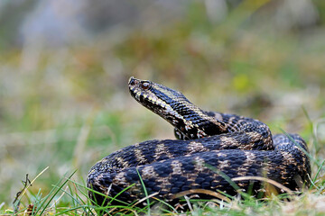 Vipera aspis