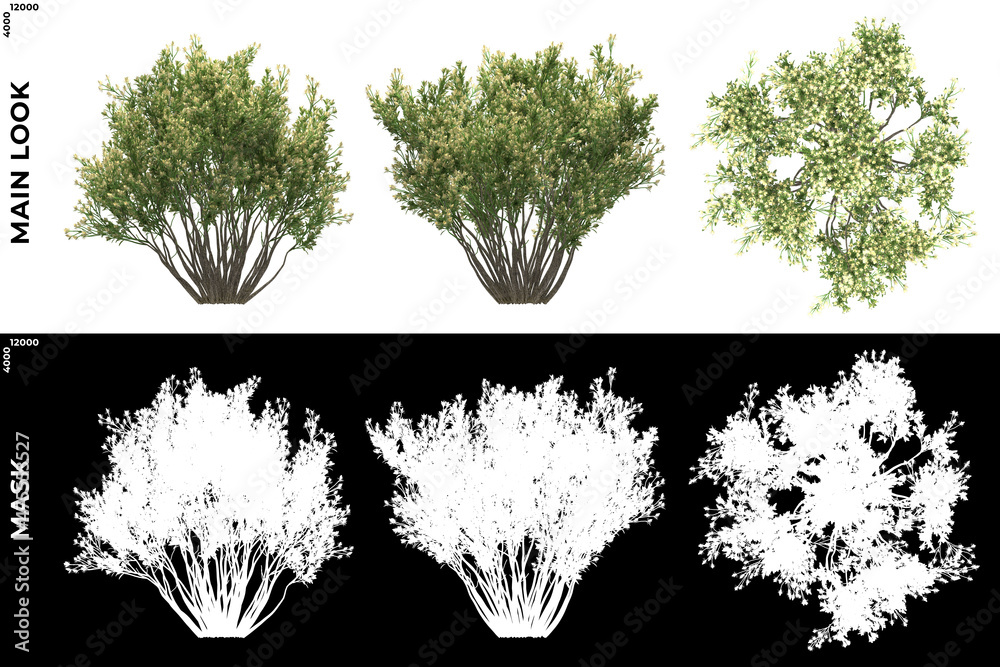 Wall mural 3d rendering of front, left and top view of trees (baccharis pilularis) with alpha mask to cutout an