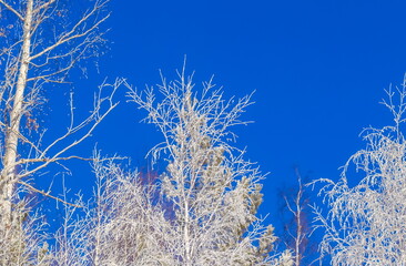 Snow-covered birch branches against the blue sky in winter