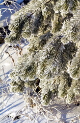Snow-covered pine branches on the mountainside close-up in winter