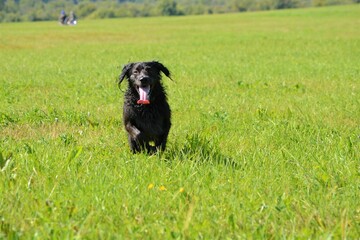 spaniel on the field