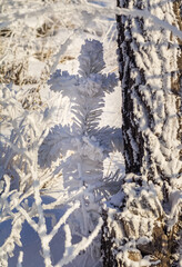 Snow-covered small pine and pine trunk on the mountainside close-up in winter