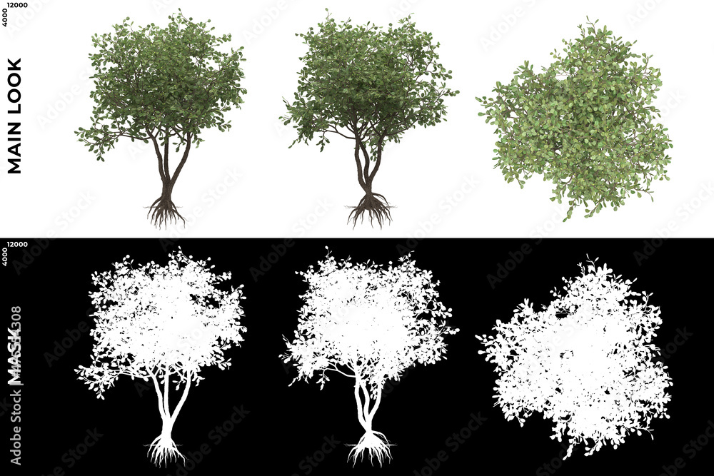 Wall mural 3d rendering of front, left and top view of trees (clusia rosea) with alpha mask to cutout and png e