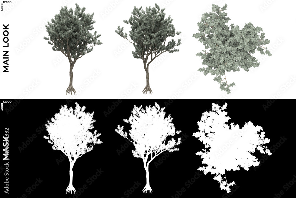 Wall mural 3d rendering of front, left and top view of trees (conocarpus, erectus) with alpha mask to cutout an