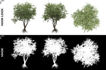 3D Rendering of Front, Left and Top view of Trees (Clusia Rosea) with alpha mask to cutout and PNG editing. Forest and Nature Compositing.