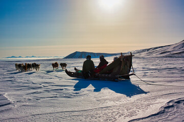 Back view of tourists having a ride on a dog sled in Greenland on a cold winter day - obrazy, fototapety, plakaty