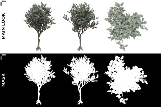 3D Rendering of Front, Left and Top view of Trees (Conocarpus, Erectus) with alpha mask to cutout and PNG editing. Forest and Nature Compositing.