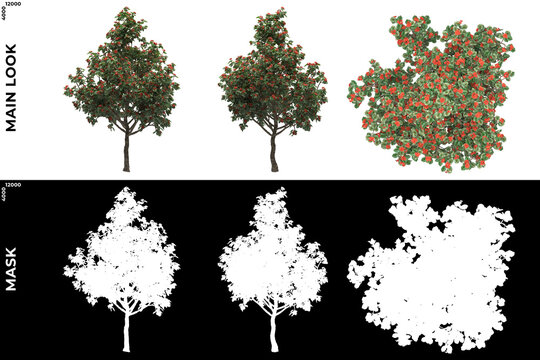 3D Rendering of Front, Left and Top view of Trees (Cordia Sebestena) with alpha mask to cutout and PNG editing. Forest and Nature Compositing.
