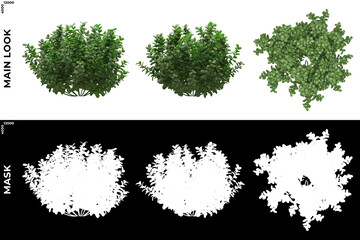 3D Rendering of Front, Left and Top view of Trees (Ficus microcarpa) with alpha mask to cutout and PNG editing. Forest and Nature Compositing.