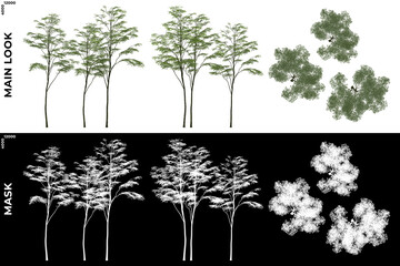 3D Rendering of Front, Left and Top view of Generic Forest Trees with alpha mask to cutout and PNG editing. Forest and Nature Compositing.