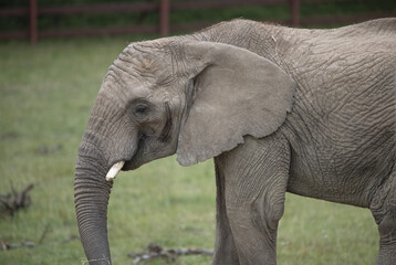 Gray clever elephant in the meadow with the blurred background in Howletts zoo, UK
