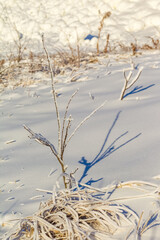 Snow-covered dry grass and branches of shrubs on the mountainside close-up in winter