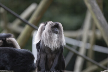 Small fluffy monkey in the Howletts zoo, UK with the blurred background