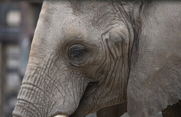 Closeup of a gray clever elephant's face with the blurred background in Howletts zoo, UK