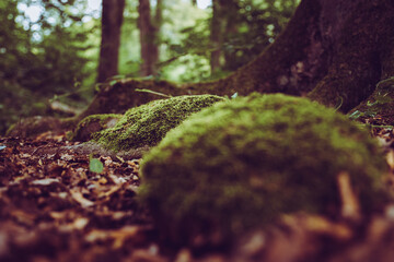 close up of various natural objects on the forest floor in the wonderful forest in liedberg in germany with bold colors photographed in autumn