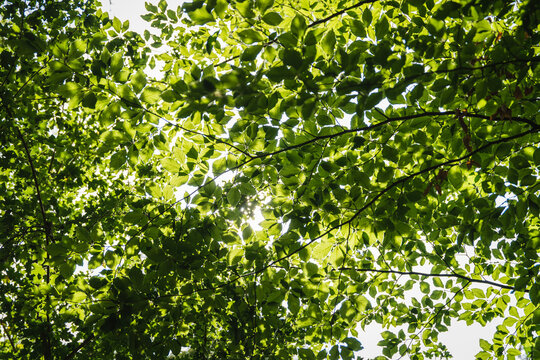 a treetop as a background texture photographed in the sunshine in liedberg germany in autumn with strong colors