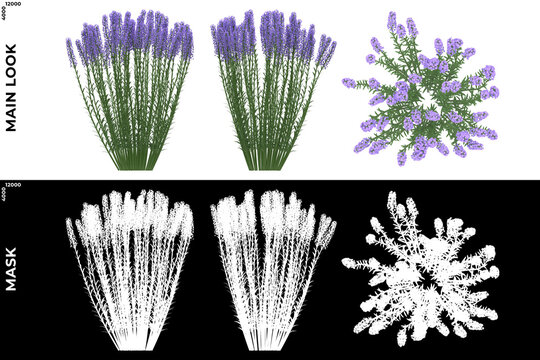 3D Rendering of Front, Left and Top view of Trees (Lavandula ANgustifolia) with alpha mask to cutout and PNG editing. Forest and Nature Compositing.