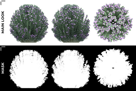 3D Rendering of Front, Left and Top view of Trees (Leucophyllum Frutescens) with alpha mask to cutout and PNG editing. Forest and Nature Compositing.