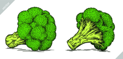 black and white engrave isolated broccoli vector illustration