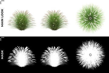 3D Rendering of Front, Left and Top view of Trees (Pnenisetum Alopecuroides) with alpha mask to cutout and PNG editing. Forest and Nature Compositing.