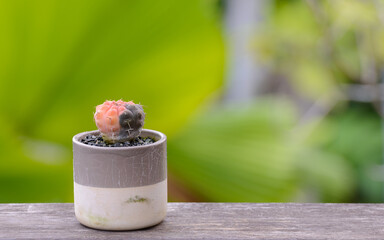 Lophophora williamsii, Cactus or succulents tree in flowerpot on wood striped background