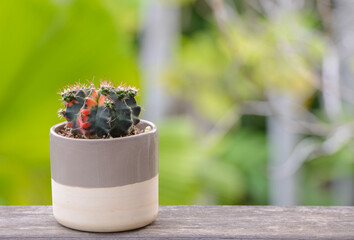 Lophophora williamsii, Cactus or succulents tree in flowerpot on wood striped background