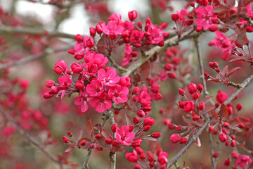 Malus 'Cardinal' crab apple tree in blossom in the spring sunshine