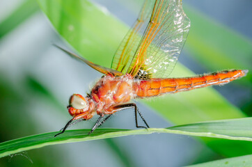 Dragonfly sits on a branch with leaves/dragonfly sits on green grass. Wild nature