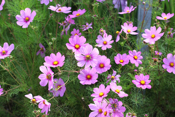 Pale and dark pink cosmos flowers in bloom